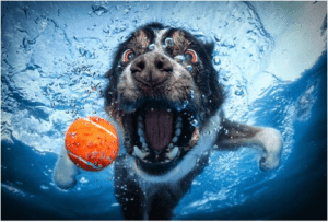 Underwater Dog1