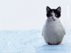 The Penguitten