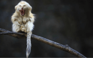 The White Tiger Monkey
